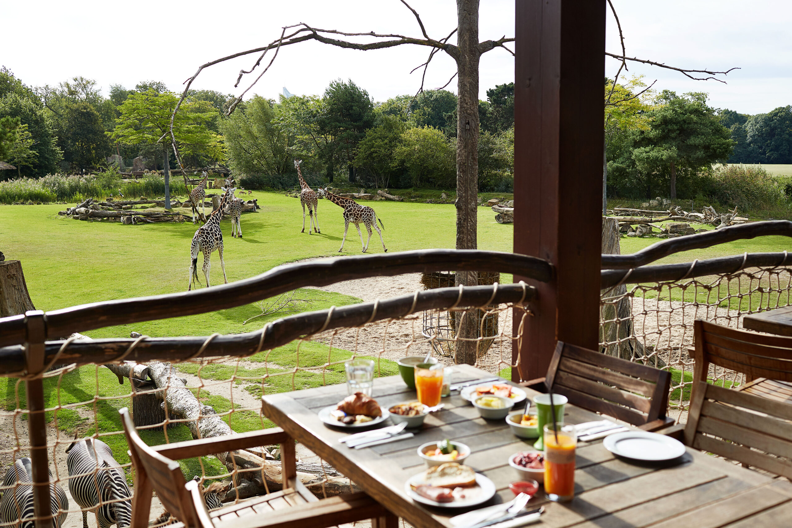 Frühstück mit Giraffen in der Kiwara Lodge Zoo Leipzig