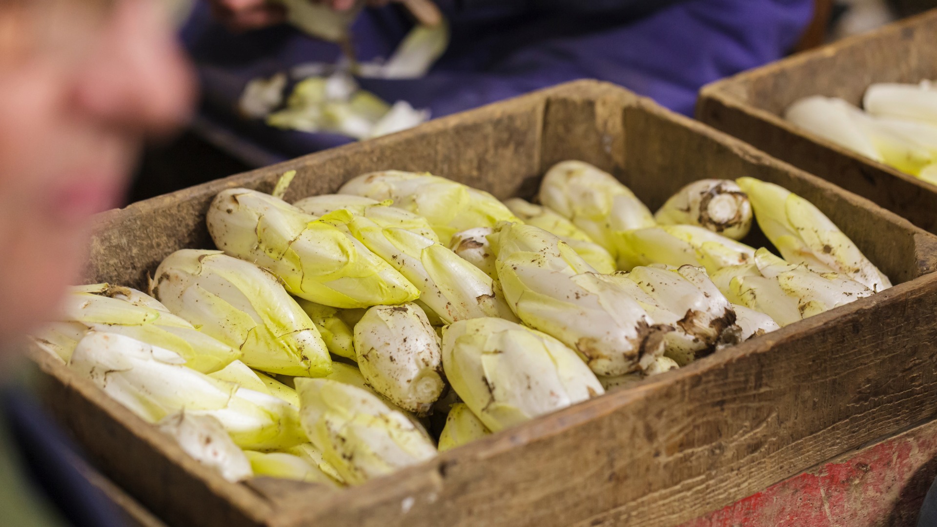 Chicorée_SeasonalVegetable_February Seasonal vegetable of the month February Chicory